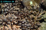 acropora valida cluster acropora acropora valida cluster acropora