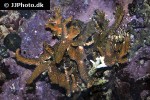 acropora valida cluster acropora acropora valida cluster acropora
