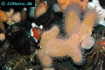 alcyonium digitatum dead man s fingers alcyonium digitatum dead man s fingers