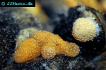 alcyonium digitatum dead man s fingers alcyonium digitatum dead man s fingers