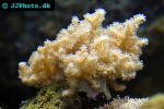 alcyonium spp finger leather coral alcyonium spp finger leather coral