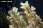 alcyonium spp finger leather coral alcyonium spp finger leather coral