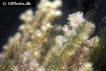 alcyonium spp finger leather coral alcyonium spp finger leather coral