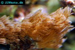 anthelia spp waving hand coral anthelia spp waving hand coral