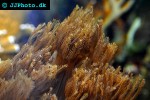 anthelia spp waving hand coral anthelia spp waving hand coral