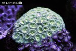 barabottoia spp stony coral barabottoia spp stony coral
