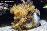 blastomussa merleti pineapple coral blastomussa merleti pineapple coral