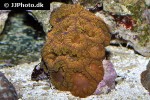 blastomussa spp pineapple coral blastomussa spp pineapple coral