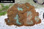 blastomussa spp pineapple coral blastomussa spp pineapple coral