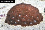 blastomussa spp pineapple coral blastomussa spp pineapple coral