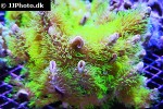 briaerum spp star polyp briaerum spp star polyp