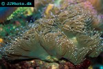 catalaphyllia jardinei elegance coral catalaphyllia jardinei elegance coral
