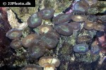 caulastrea furcata trumpet coral caulastrea furcata trumpet coral