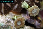 caulastrea spp trumpet coral caulastrea spp trumpet coral