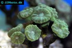 caulastrea spp trumpet coral caulastrea spp trumpet coral