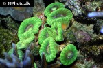 caulastrea spp trumpet coral caulastrea spp trumpet coral