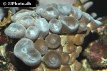 caulastrea spp trumpet coral caulastrea spp trumpet coral