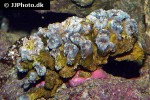 caulastrea spp trumpet coral caulastrea spp trumpet coral