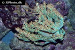 cespitularia infirmata pulse coral cespitularia infirmata pulse coral