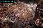 cladiella spp finger leather coral cladiella spp finger leather coral