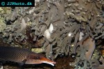 cladiella spp finger leather coral cladiella spp finger leather coral