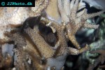 cladiella spp finger leather coral cladiella spp finger leather coral