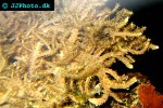 cladiella spp finger leather coral cladiella spp finger leather coral