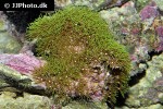 clavularia viridis green star polyp coral clavularia viridis green star polyp coral