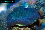 colpophyllia natans boulder brain coral colpophyllia natans boulder brain coral