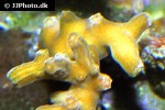 cypastrea spp knob coral cypastrea spp knob coral