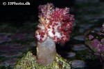 dendronephthya klunzingeri tree soft coral dendronephthya klunzingeri tree soft coral