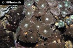 duncanopsammia axifuga giant green whisker coral duncanopsammia axifuga giant green whisker coral