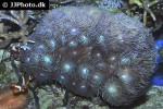 duncanopsammia axifuga whisker coral duncanopsammia axifuga whisker coral