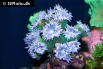 duncanopsammia spp whisker coral duncanopsammia spp whisker coral