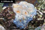 echinophyllia echinata lettuce coral echinophyllia echinata lettuce coral