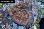 echinophyllia spp lettuce coral echinophyllia spp lettuce coral