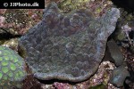 echinophyllia spp lettuce coral echinophyllia spp lettuce coral