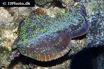 echinophyllia spp lettuce coral echinophyllia spp lettuce coral