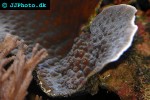 echinopora lamellosa plating echinopora echinopora lamellosa plating echinopora