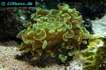 euphyllia ancora hammer coral euphyllia ancora hammer coral