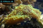 euphyllia ancora hammer coral euphyllia ancora hammer coral