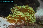 euphyllia ancora hammer coral euphyllia ancora hammer coral