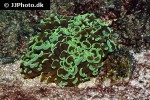euphyllia ancora hammer coral euphyllia ancora hammer coral