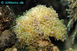 euphyllia divisa frogspwan coral euphyllia divisa frogspwan coral