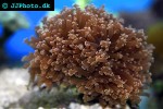 euphyllia divisa frogspwan coral euphyllia divisa frogspwan coral