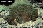 euphyllia divisa frogspwan coral euphyllia divisa frogspwan coral
