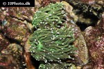 euphyllia divisa frogspwan coral euphyllia divisa frogspwan coral