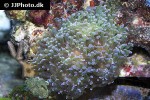 euphyllia divisa frogspwan coral euphyllia divisa frogspwan coral
