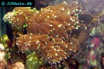 euphyllia glabrescens torch coral euphyllia glabrescens torch coral