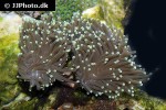 euphyllia glabrescens torch coral euphyllia glabrescens torch coral